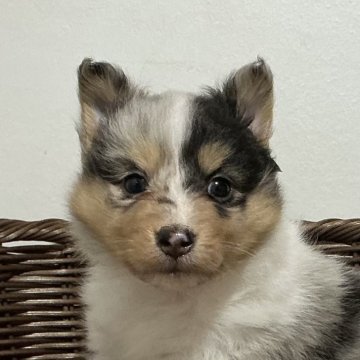 シェットランドシープドッグ【神奈川県・女の子・2025年10月15日・ブルーマール】の写真「おっとりブルーマール女の子※両親遺伝子クリア」