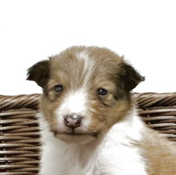 シェットランドシープドッグ【神奈川県・男の子・2025年10月6日・セーブル&ホワイト】の写真「綺麗なフルカラー四男くん※両親遺伝子検査クリア」