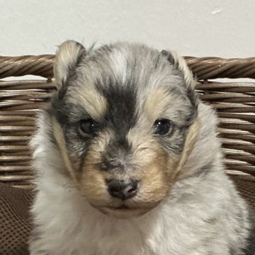 シェットランドシープドッグ【神奈川県・男の子・2025年10月15日・ブルーマール】の写真「元気なブルーマール三男くん※両親遺伝子クリア」