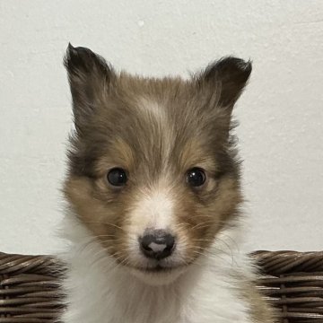 シェットランドシープドッグ【神奈川県・男の子・2025年10月6日・セーブル&ホワイト】の写真「綺麗なフルカラー四男くん※両親遺伝子検査クリア」