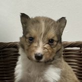 シェットランドシープドッグ