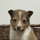 シェットランドシープドッグ