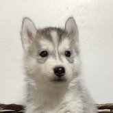 シベリアンハスキー