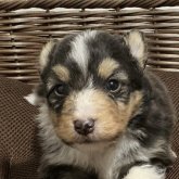 シェットランドシープドッグ