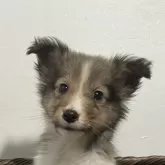 シェットランドシープドッグ