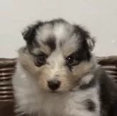 シェットランドシープドッグ