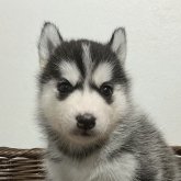 シベリアンハスキー