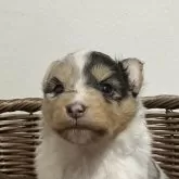 シェットランドシープドッグ