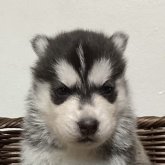 シベリアンハスキー