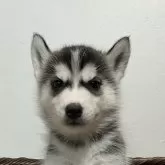 シベリアンハスキー