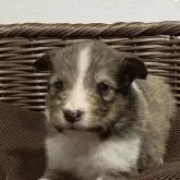 シェットランドシープドッグ