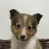 シェットランドシープドッグ【神奈川県・男の子・2025年10月6日・セーブル&ホワイト】の写真1