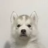 シベリアンハスキー