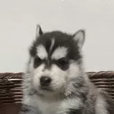 シベリアンハスキー