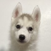 シベリアンハスキー