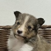 シェットランドシープドッグ