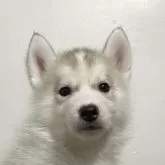 シベリアンハスキー