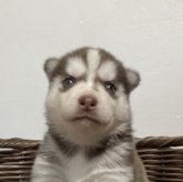 シベリアンハスキー