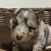 シェットランドシープドッグ