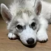 シベリアンハスキー