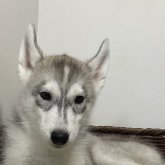シベリアンハスキー