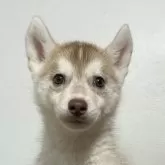 シベリアンハスキー