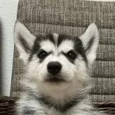 シベリアンハスキー