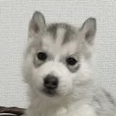 シベリアンハスキー