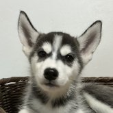 シベリアンハスキー