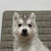 シベリアンハスキー