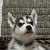 シベリアンハスキー