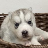 シベリアンハスキー