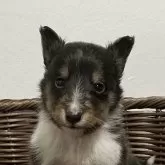 シェットランドシープドッグ