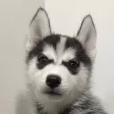 シベリアンハスキー