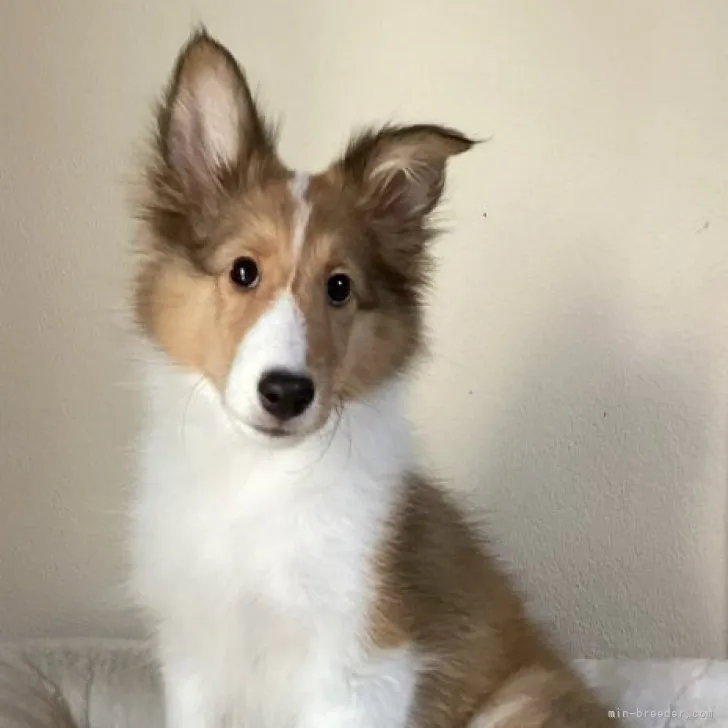 ID:2306-02491の子犬