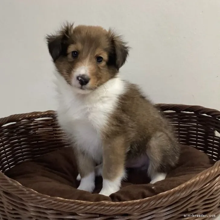 ID:2309-04009の子犬