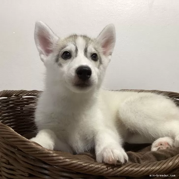ID：2408-06554の子犬