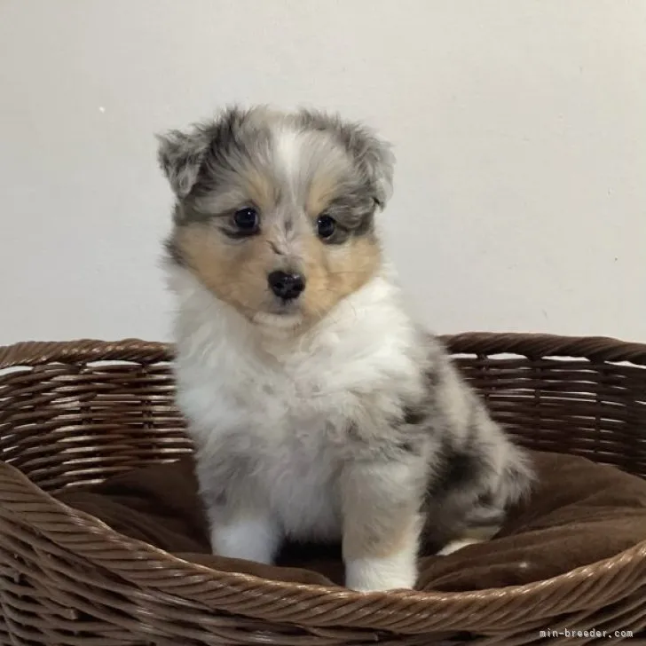ID:2309-04018の子犬