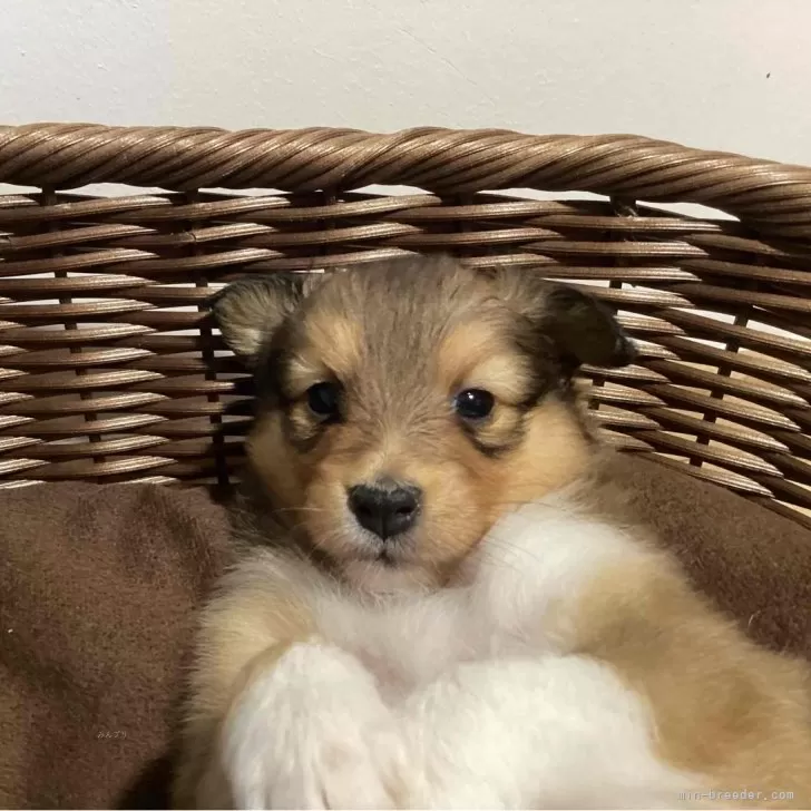 ID：2409-05604の子犬