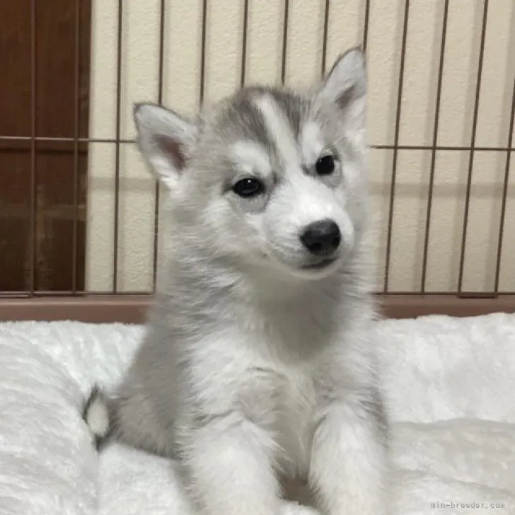 ID：2211-02287の子犬