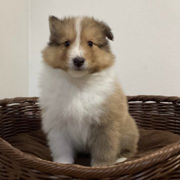 シェットランドシープドッグ【神奈川県・男の子・2024年3月14日・セーブル&ホワイト】の写真「フルカラー、両親遺伝子クリア」