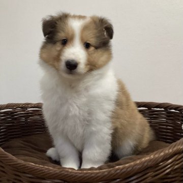 シェットランドシープドッグ【神奈川県・女の子・2024年3月14日・セーブル&ホワイト】の写真「フルカラー、両親遺伝子クリア」