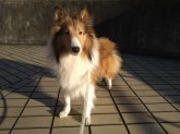 シェットランドシープドッグ【・女の子・2022年2月26日・セーブル&ホワイト】