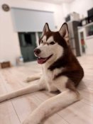 シベリアンハスキー【・男の子・2023年9月5日・チョコレート&ホワイト】