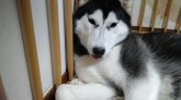 シベリアンハスキー【・女の子・2020年12月9日・ブラック&ホワイト】
