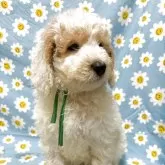 ミディアムプードル