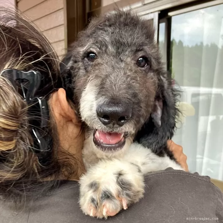 ID：2407-03230の子犬