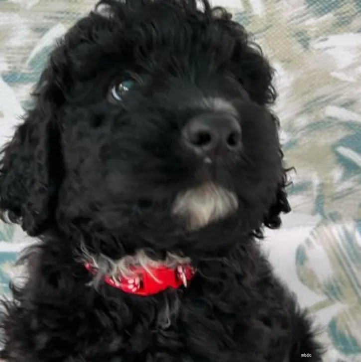 ID：2205-02896の子犬