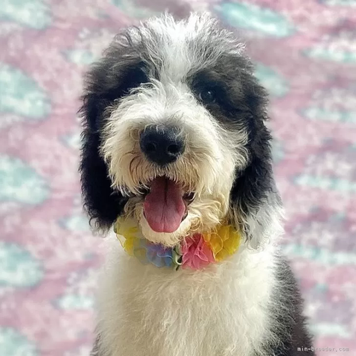 ID：2408-01366の子犬