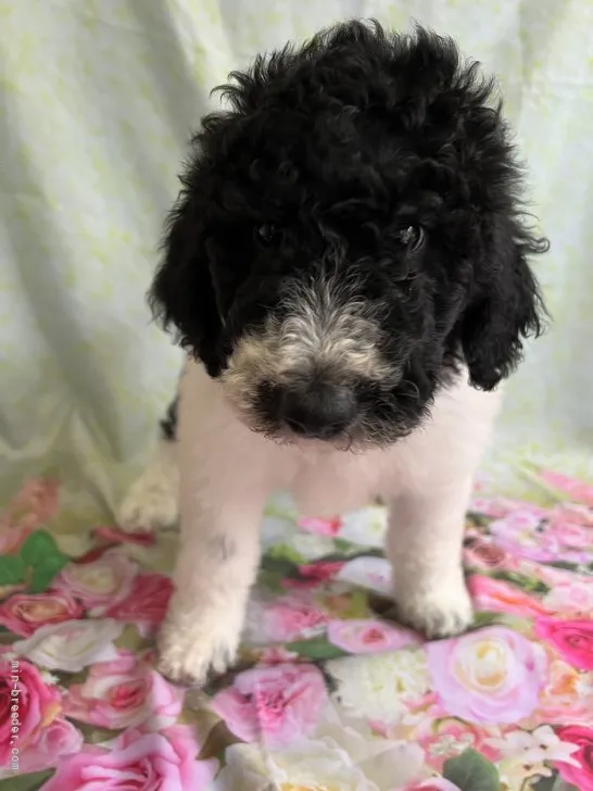 ID:2204-01356の子犬